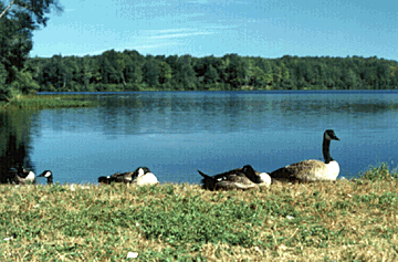 geese.gif (58016 bytes)