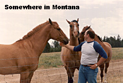 horses2.JPG (29459 bytes)